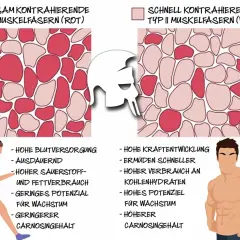 Vergleich von Typ 1 Muskelfasern (rot, ausdauernd) und Typ II Muskelfasern (weiß, kraftvoll).