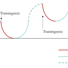 Diagramm zeigt das **Modell der Superkompensation**: Trainingsreiz führt zu Ermüdung, gefolgt von Erholung und gesteigerter Leistungsfähigkeit.