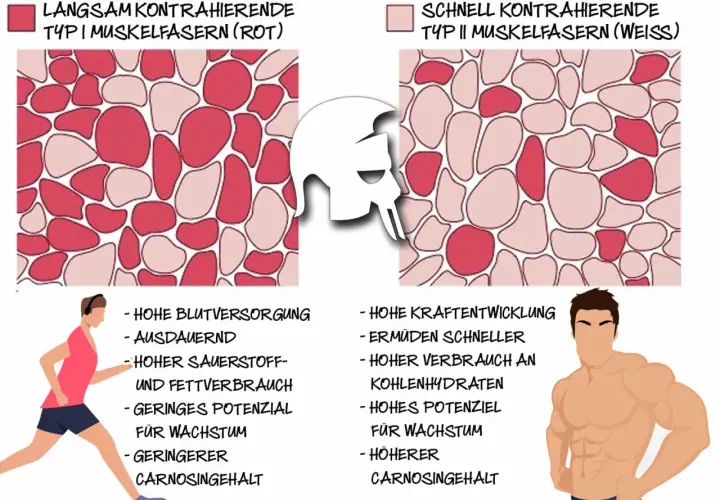 Vergleich von Typ 1 Muskelfasern (rot, ausdauernd) und Typ II Muskelfasern (weiß, kraftvoll).
