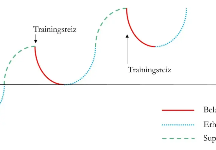 Diagramm zeigt das **Modell der Superkompensation**: Trainingsreiz führt zu Ermüdung, gefolgt von Erholung und gesteigerter Leistungsfähigkeit.