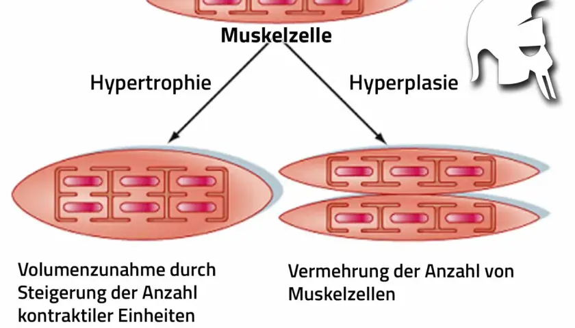 Sarkoplasmatische Hypertrophie: Muskelzelle wächst durch mehr kontraktile Einheiten. Daneben Hyperplasie: mehr Muskelzellen.