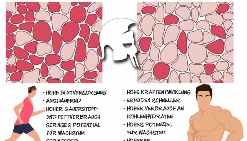 Vergleich von Typ 1 Muskelfasern (rot, ausdauernd) und Typ II Muskelfasern (weiß, kraftvoll).