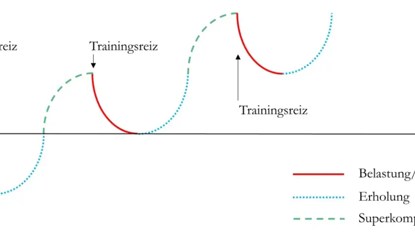 Diagramm zeigt das **Modell der Superkompensation**: Trainingsreiz führt zu Ermüdung, gefolgt von Erholung und gesteigerter Leistungsfähigkeit.