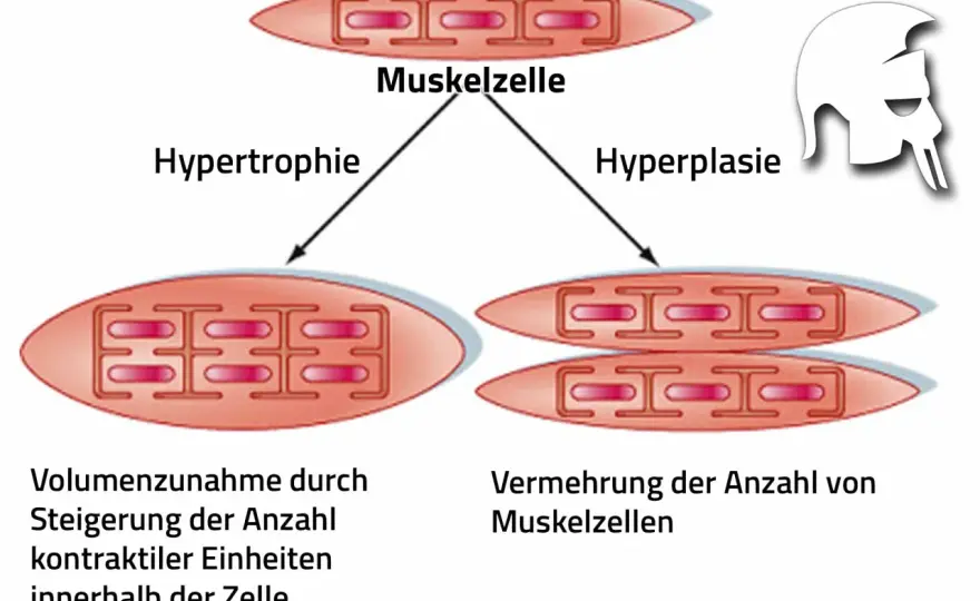 Sarkoplasmatische Hypertrophie im Krafttraining richtig einordnen