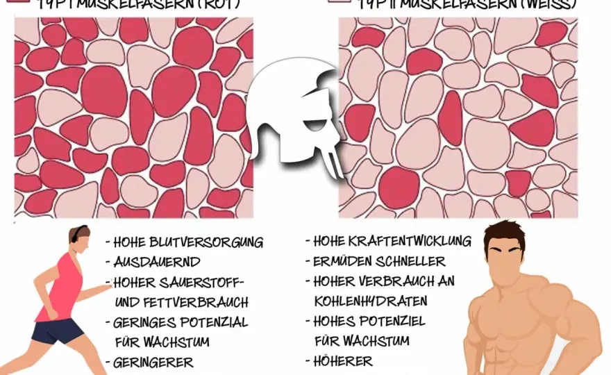 Typ-1-Muskelfasern im Krafttraining sinnvoll nutzen
