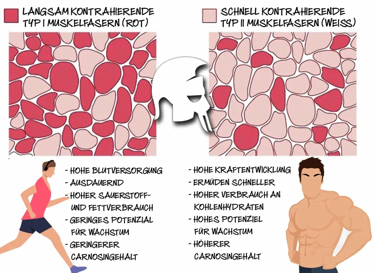 Vergleich von Typ 1 Muskelfasern (rot, ausdauernd) und Typ II Muskelfasern (weiß, kraftvoll).