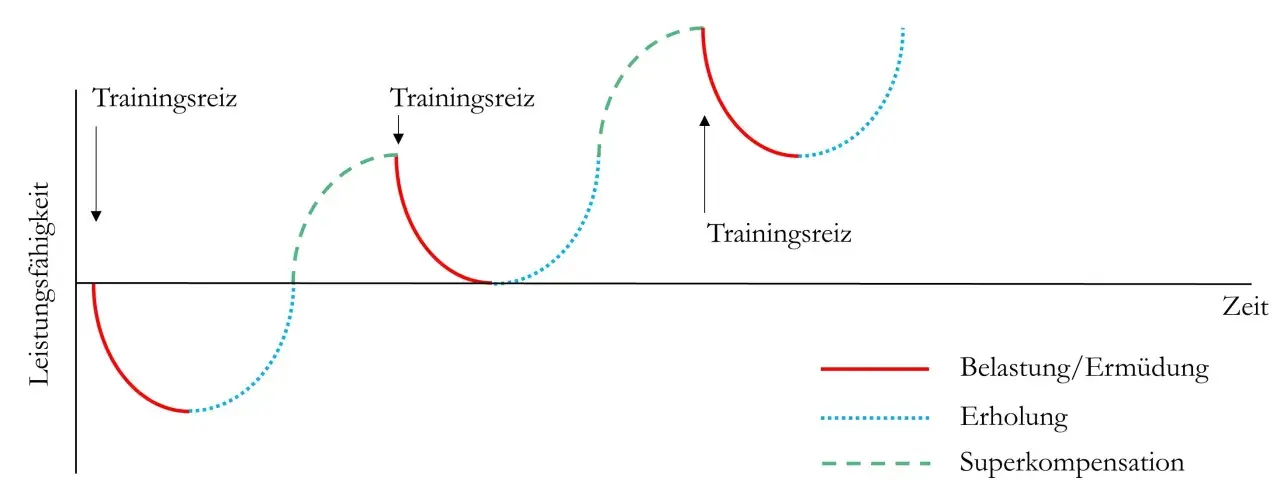 Diagramm zeigt das **Modell der Superkompensation**: Trainingsreiz führt zu Ermüdung, gefolgt von Erholung und gesteigerter Leistungsfähigkeit.