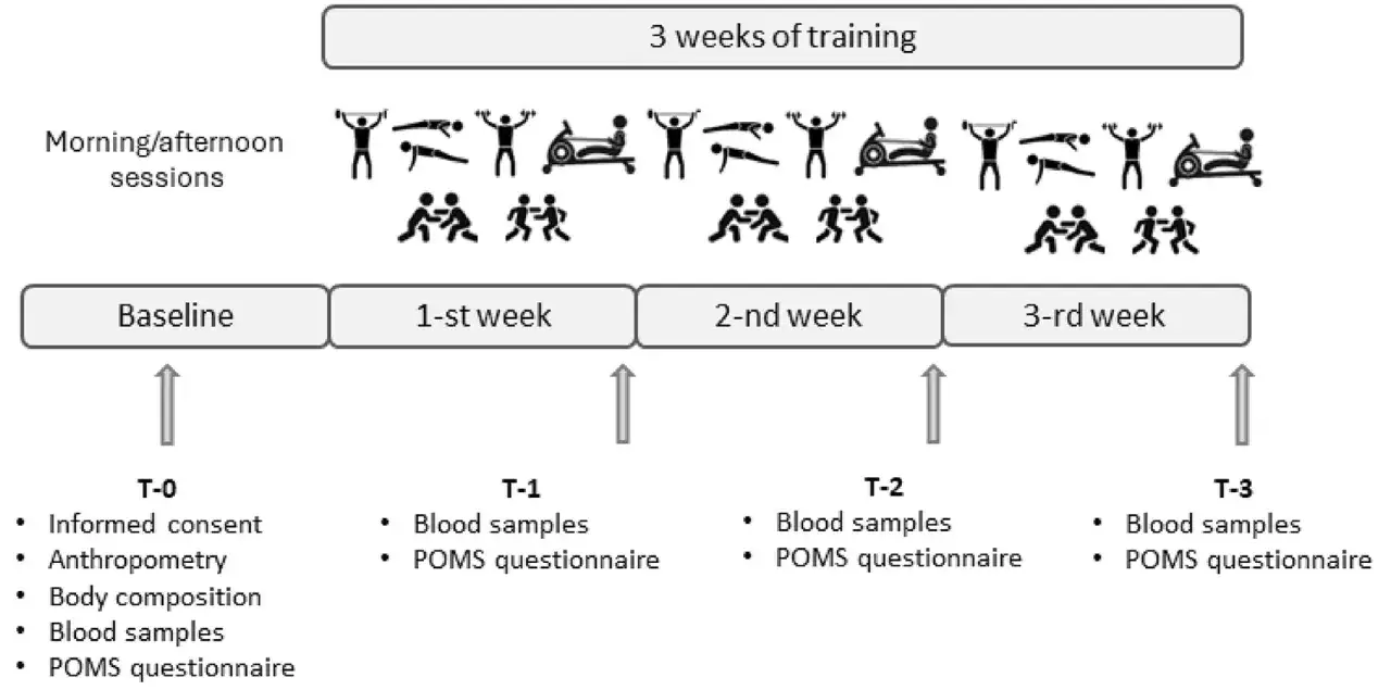 Studie &uuml;ber Cortison und Krafttraining: 3 Wochen Trainingsplan mit morgendlichen/nachmitt&auml;glichen Einheiten, Messungen (Anthropometrie, K&ouml;rperzusammensetzung, Blutproben, POMS) zu Baseline und w&ouml;chentlich.