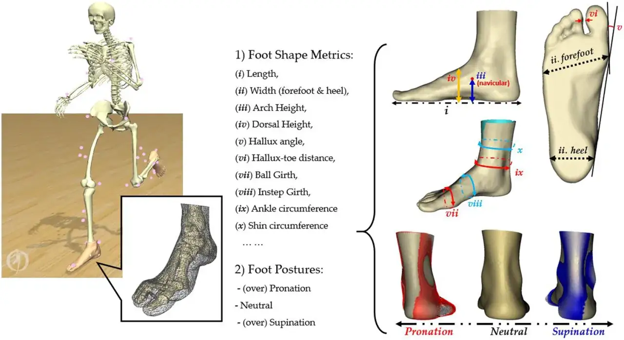 Illustration zeigt Fu&szlig;formen und -haltungen, einschlie&szlig;lich der Bedeutung von Pronation, Neutralstellung und Supination.